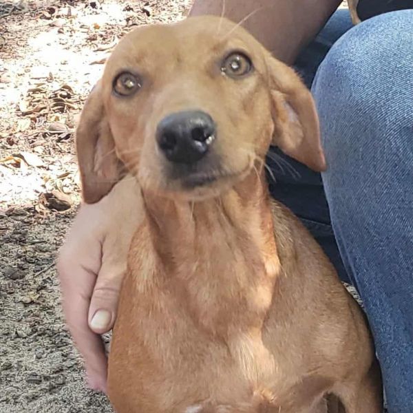 French Fry thumbnail 2