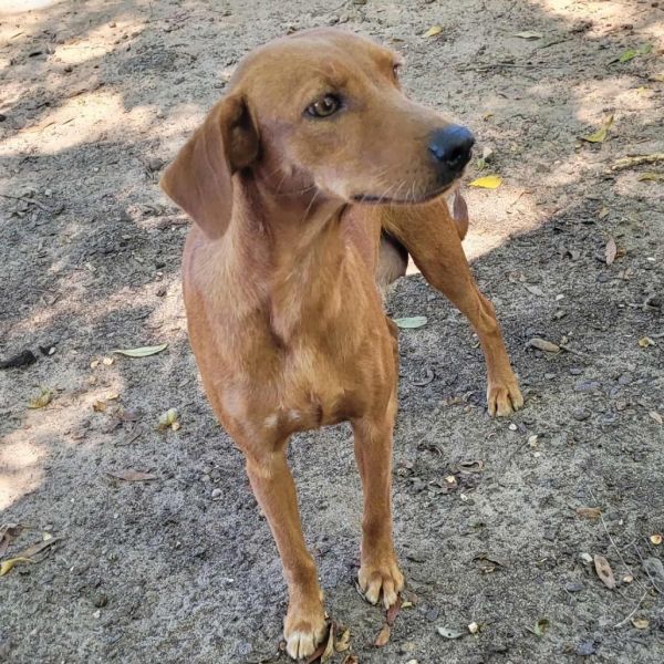 French Fry thumbnail 3