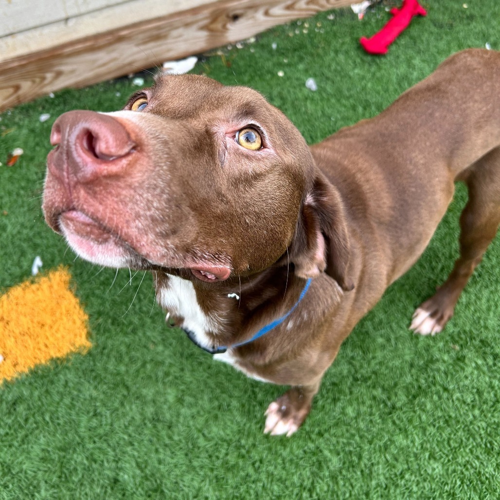 Duke