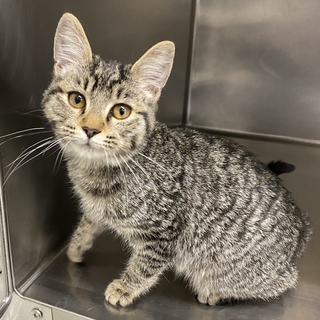 Tostada, an adoptable Domestic Short Hair in Mount Shasta, CA, 96067 | Photo Image 1