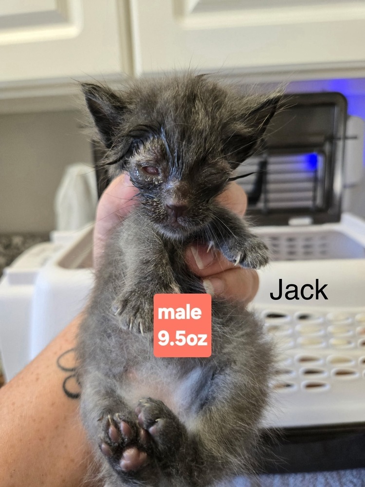 Jack