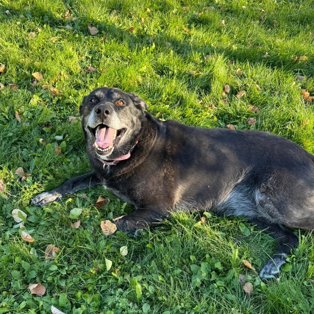 Mavis, an adoptable Black Labrador Retriever in International Falls, MN, 56649 | Photo Image 1