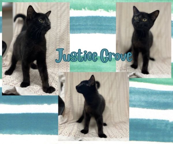 Justice Grove photo 1