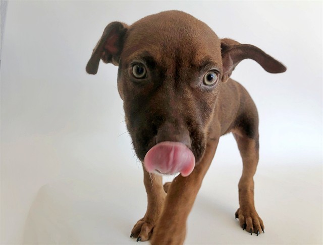 ROO