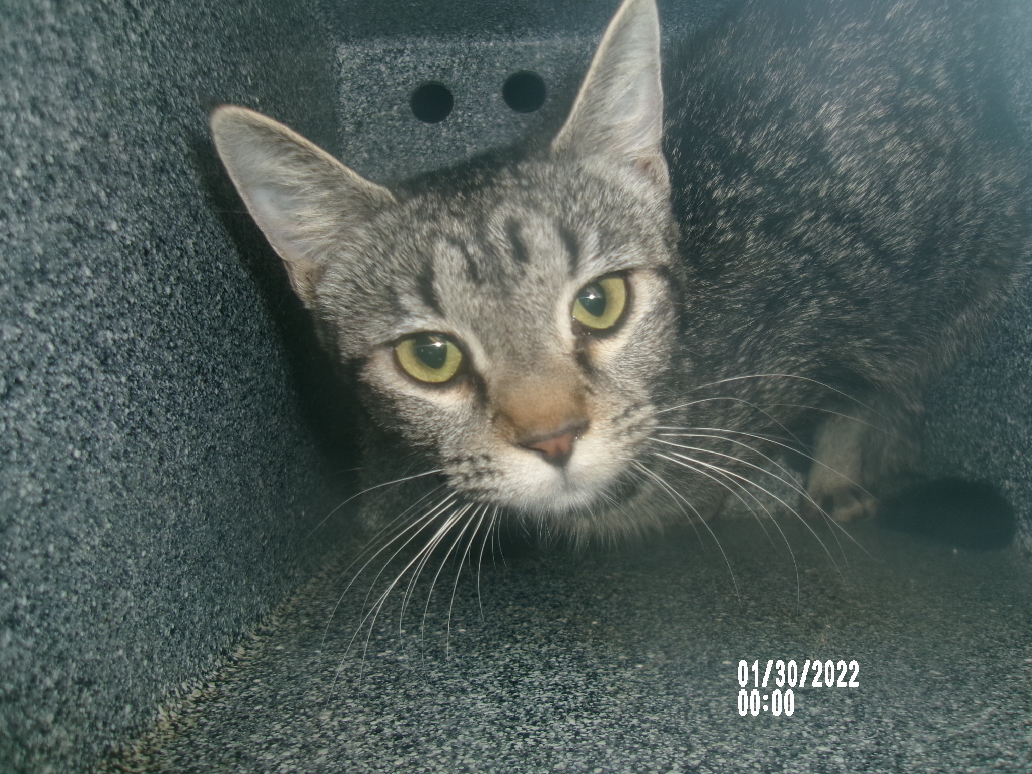Molly, an adoptable Domestic Short Hair in Clovis, NM, 88101 | Photo Image 1