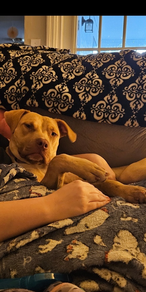 Tater Tot thumbnail 3