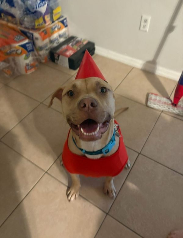 Tater Tot thumbnail 4