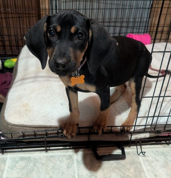 Old Potrero thumbnail 4