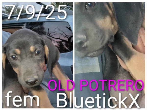 Old Potrero thumbnail 6