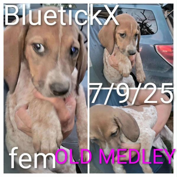 Old Medley thumbnail 2