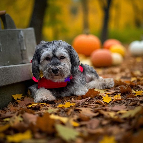 Poppi Colada photo 1