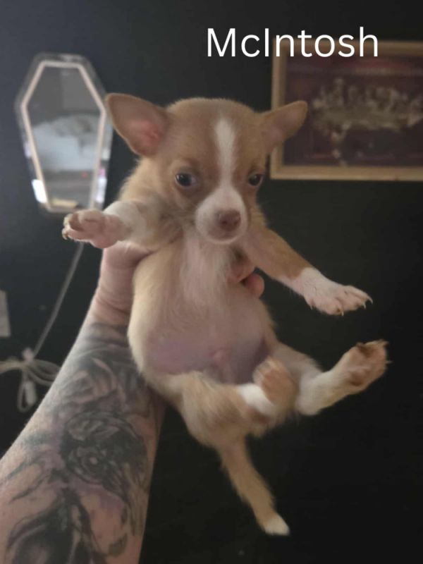 Mcintosh thumbnail 2