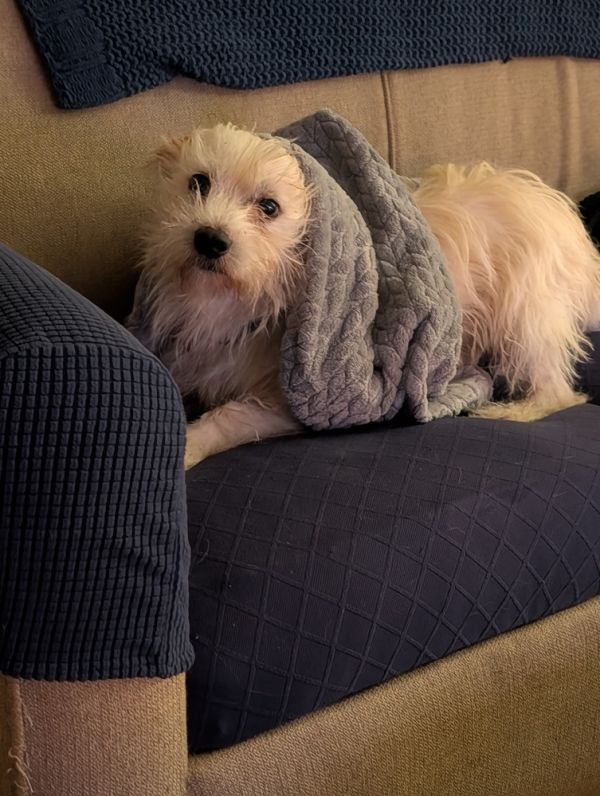 Bagel Sprinkle photo 1