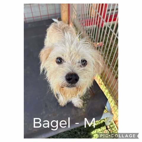 Bagel Sprinkle thumbnail 2