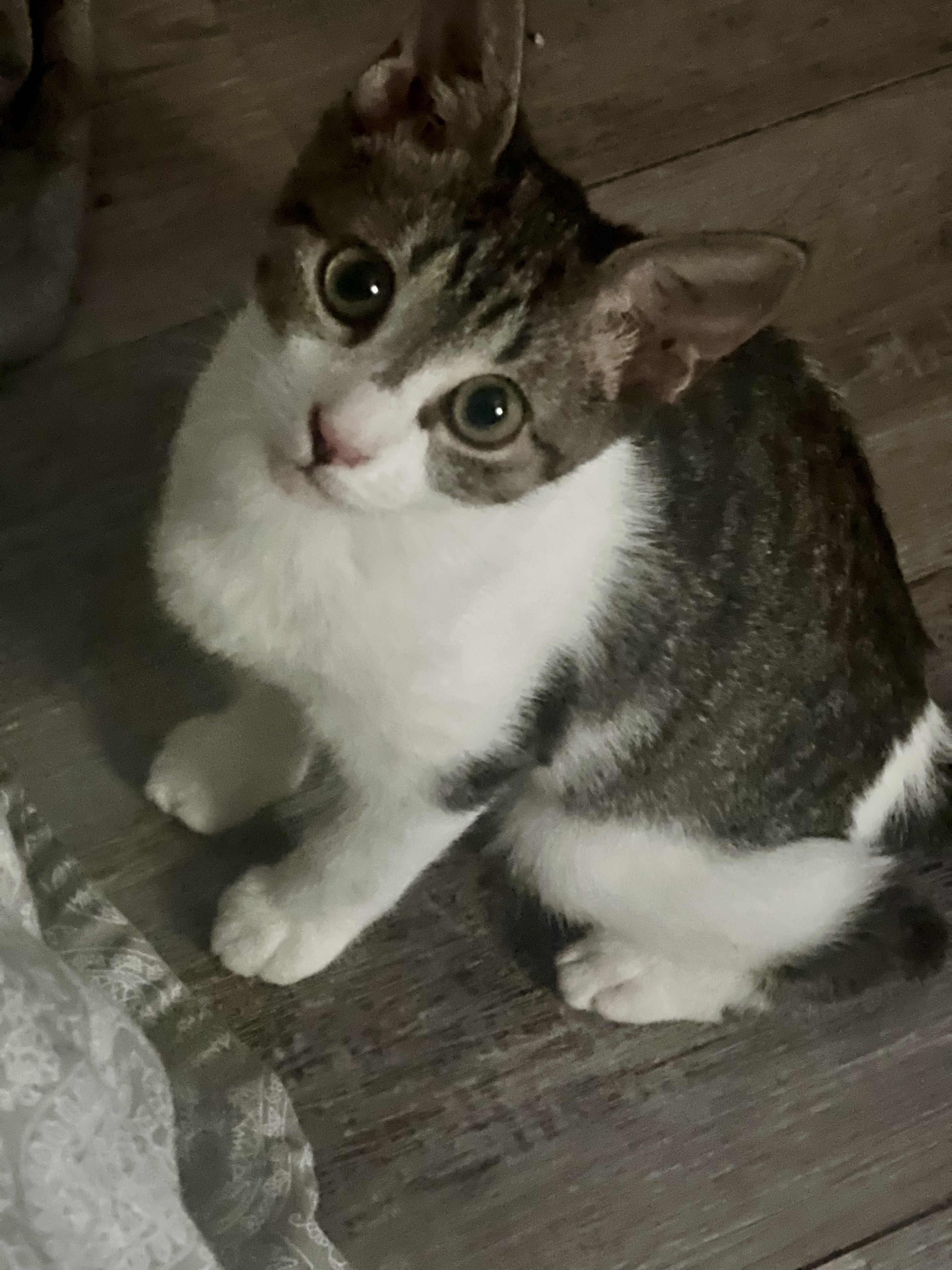 Lyra