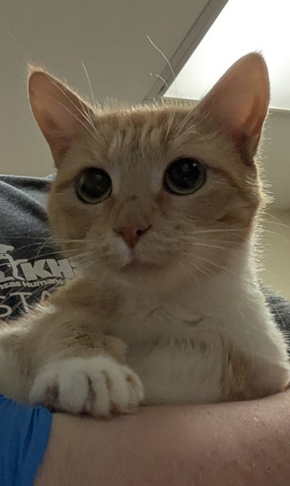 Tangerine