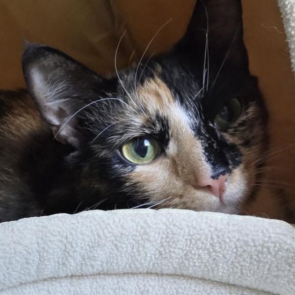 Callie  Working Cat photo 1