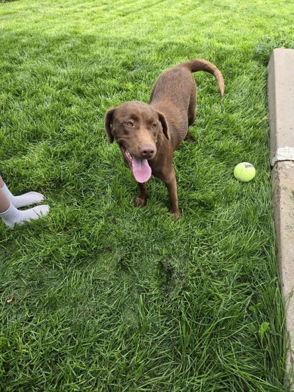 Carmella thumbnail 3