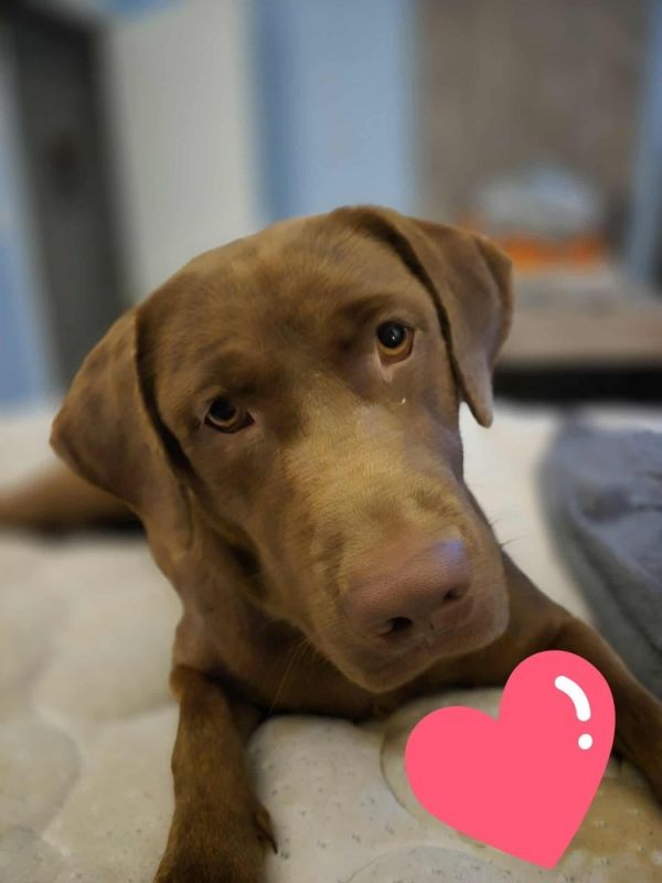 Carmella thumbnail 4