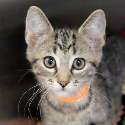 Miniature Destiny photo 1