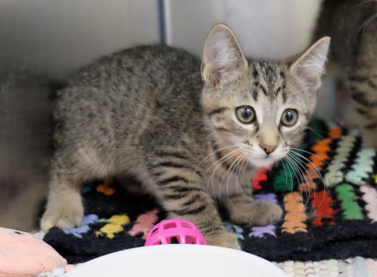 Miniature Destiny thumbnail 2