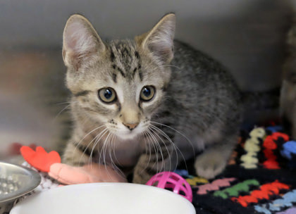 Miniature Destiny thumbnail 3