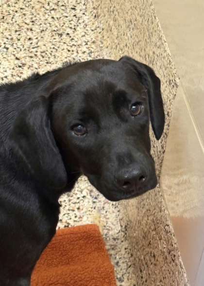 Blackberry thumbnail 2