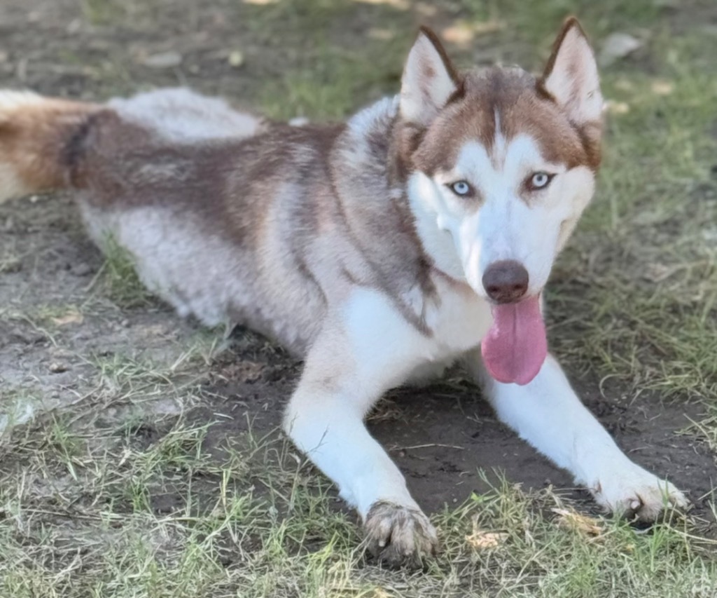 Fox, an adoptable Husky in Great Bend, KS, 67530 | Photo Image 1
