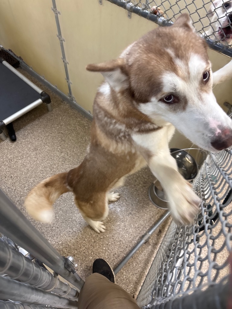 Fox, an adoptable Husky in Great Bend, KS, 67530 | Photo Image 2