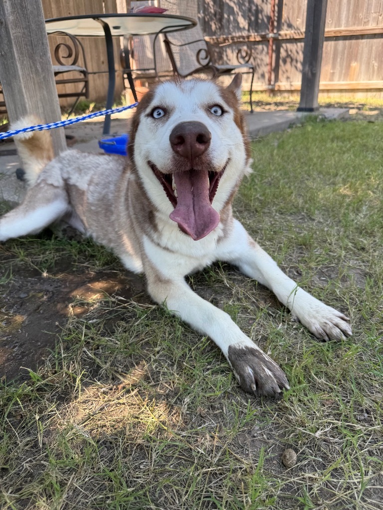 Fox, an adoptable Husky in Great Bend, KS, 67530 | Photo Image 3