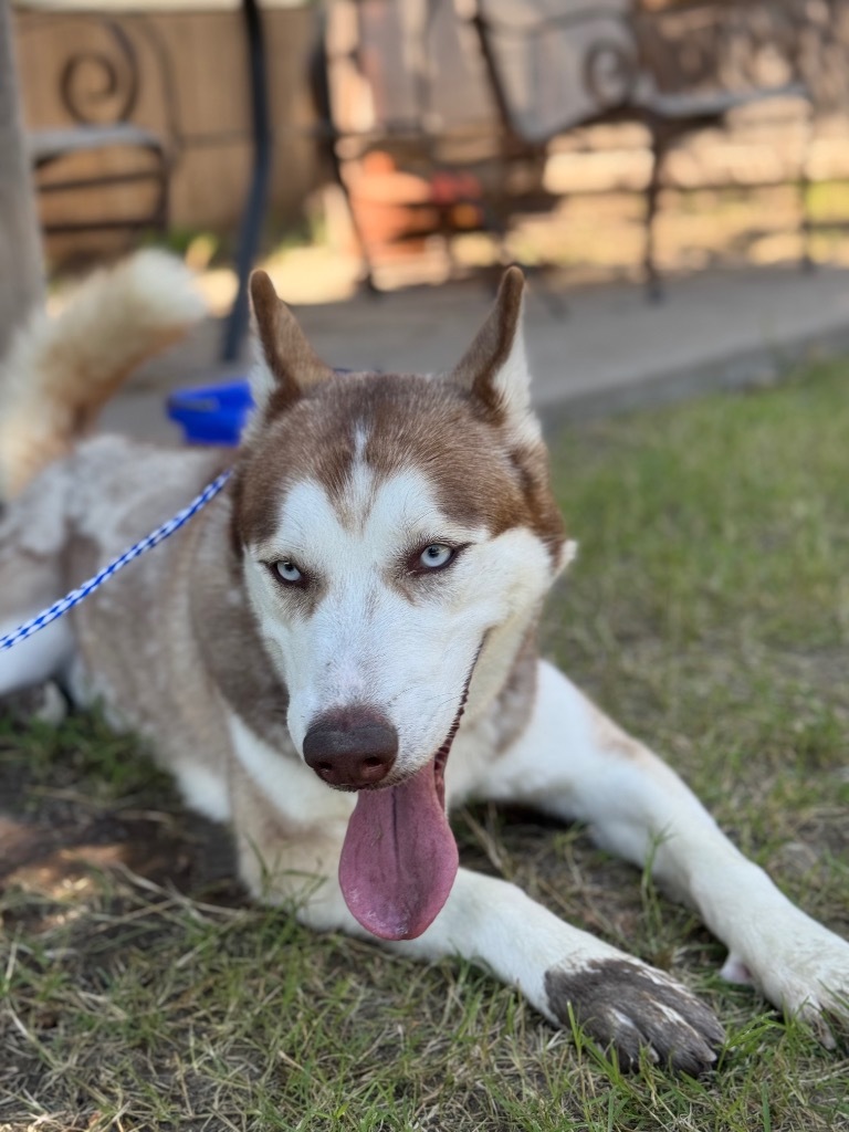 Fox, an adoptable Husky in Great Bend, KS, 67530 | Photo Image 4