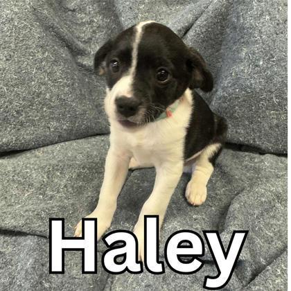 Haley (Teal), an adoptable Mixed Breed in Hutchinson, KS, 67504 | Photo Image 1