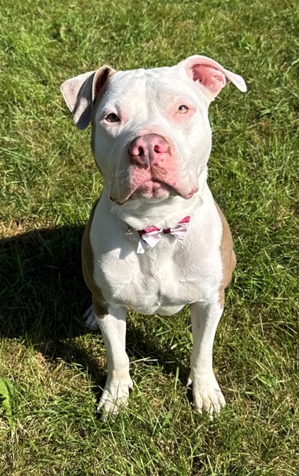 Priscilla