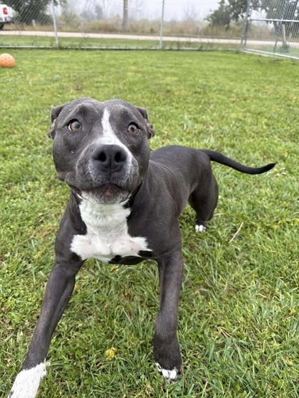 Janice, an adoptable Pit Bull Terrier, Mixed Breed in Scottsbluff, NE, 69361 | Photo Image 1