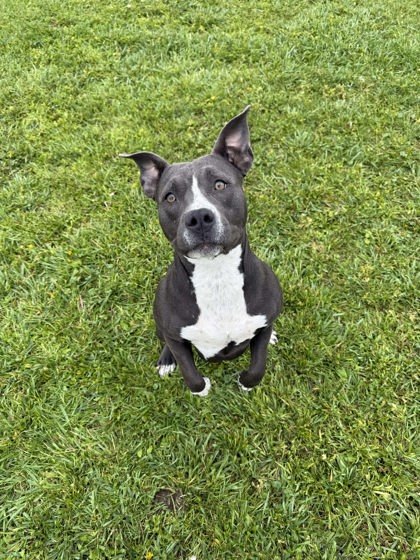 Janice, an adoptable Pit Bull Terrier, Mixed Breed in Scottsbluff, NE, 69361 | Photo Image 2
