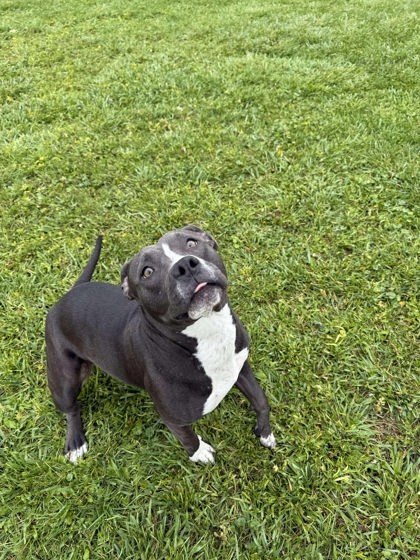 Janice, an adoptable Pit Bull Terrier, Mixed Breed in Scottsbluff, NE, 69361 | Photo Image 3