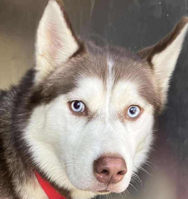 Abracadabra thumbnail 2