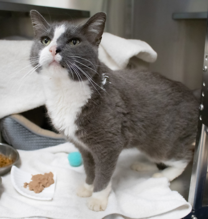 Katie Kat thumbnail 2