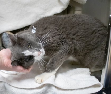 Katie Kat thumbnail 3