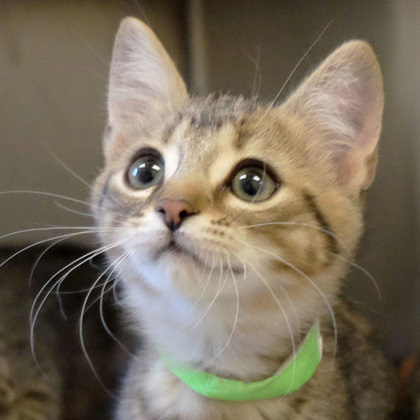 Identical Sunset photo 1