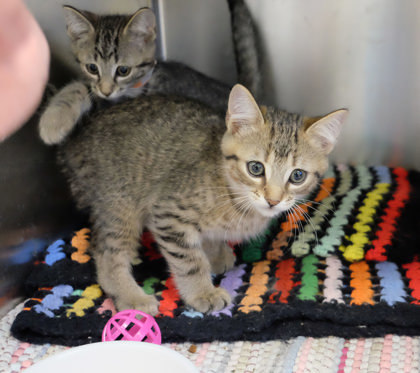 Identical Sunset thumbnail 2