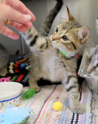 Identical Sunset thumbnail 3