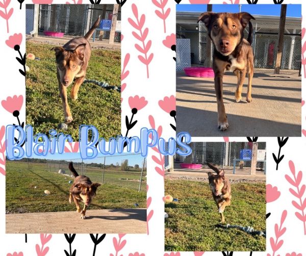 Blair Bumpus photo 1