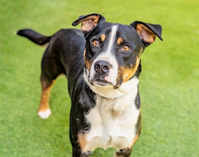 SWISS, an adoptable Entlebucher, Pit Bull Terrier in San Jose, CA, 95111 | Photo Image 1