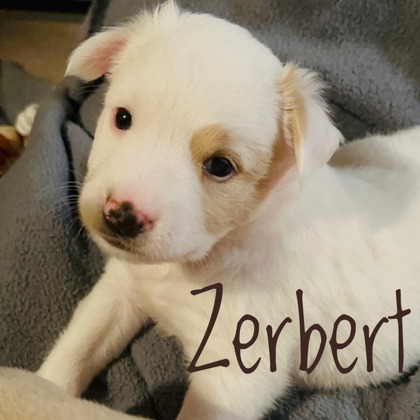 Zerbert