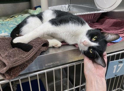 Big Stan thumbnail 2