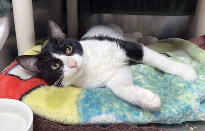 Big Stan thumbnail 3