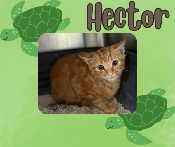 Hector photo 1
