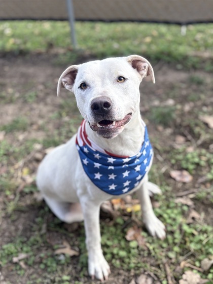 Turtle Tank thumbnail 2