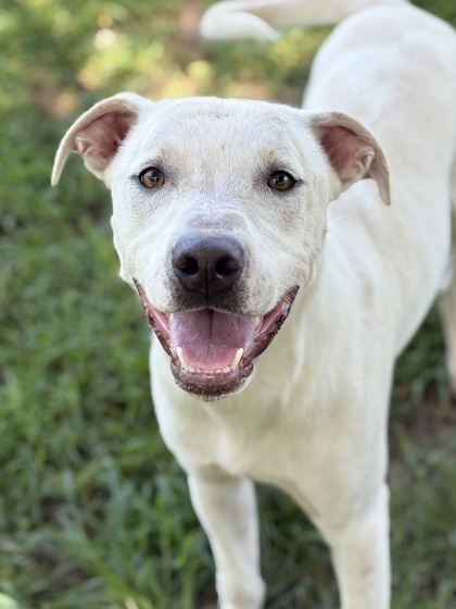 Turtle Tank thumbnail 3